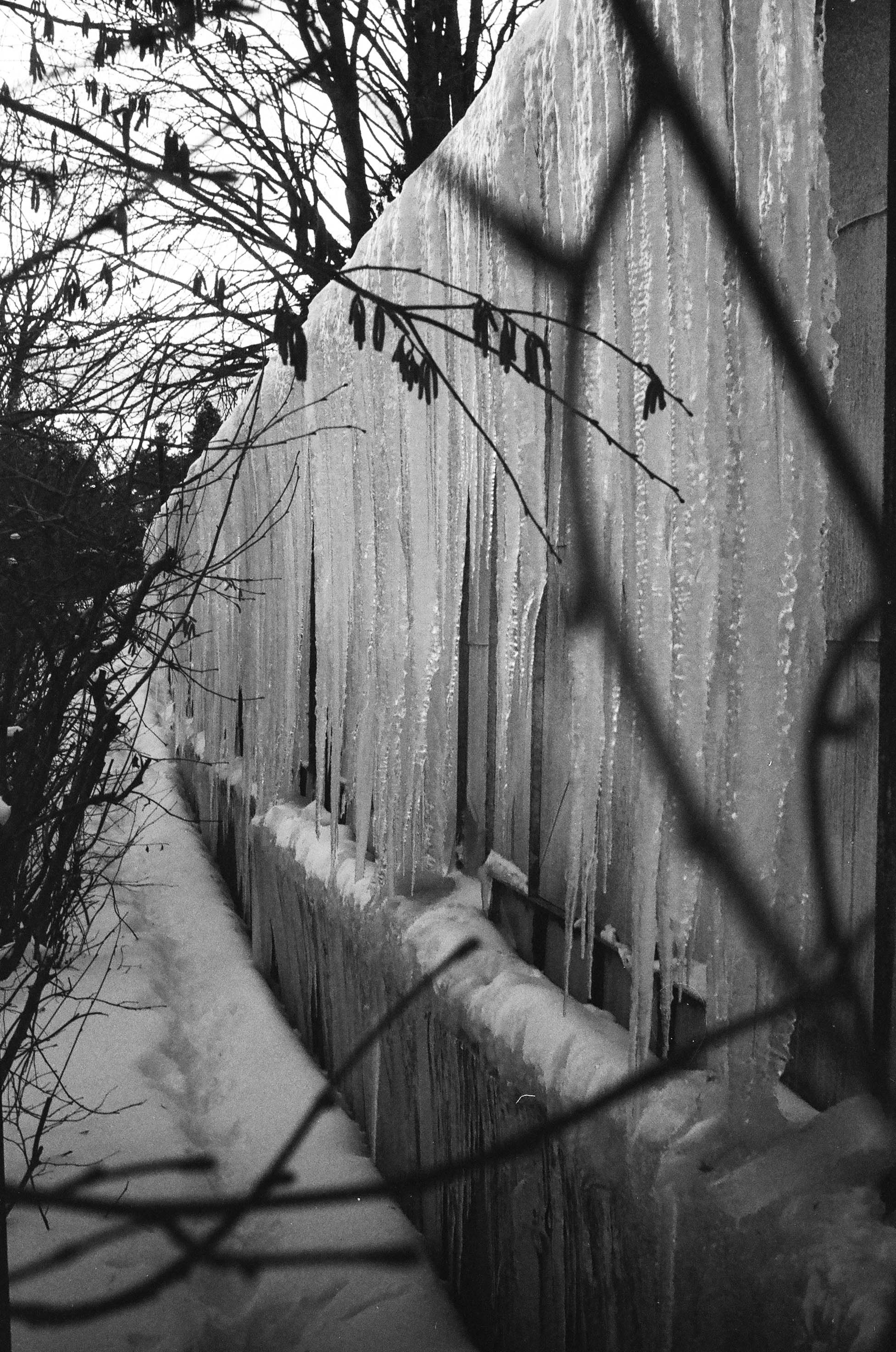 grayscale photo of bare trees covered with snow